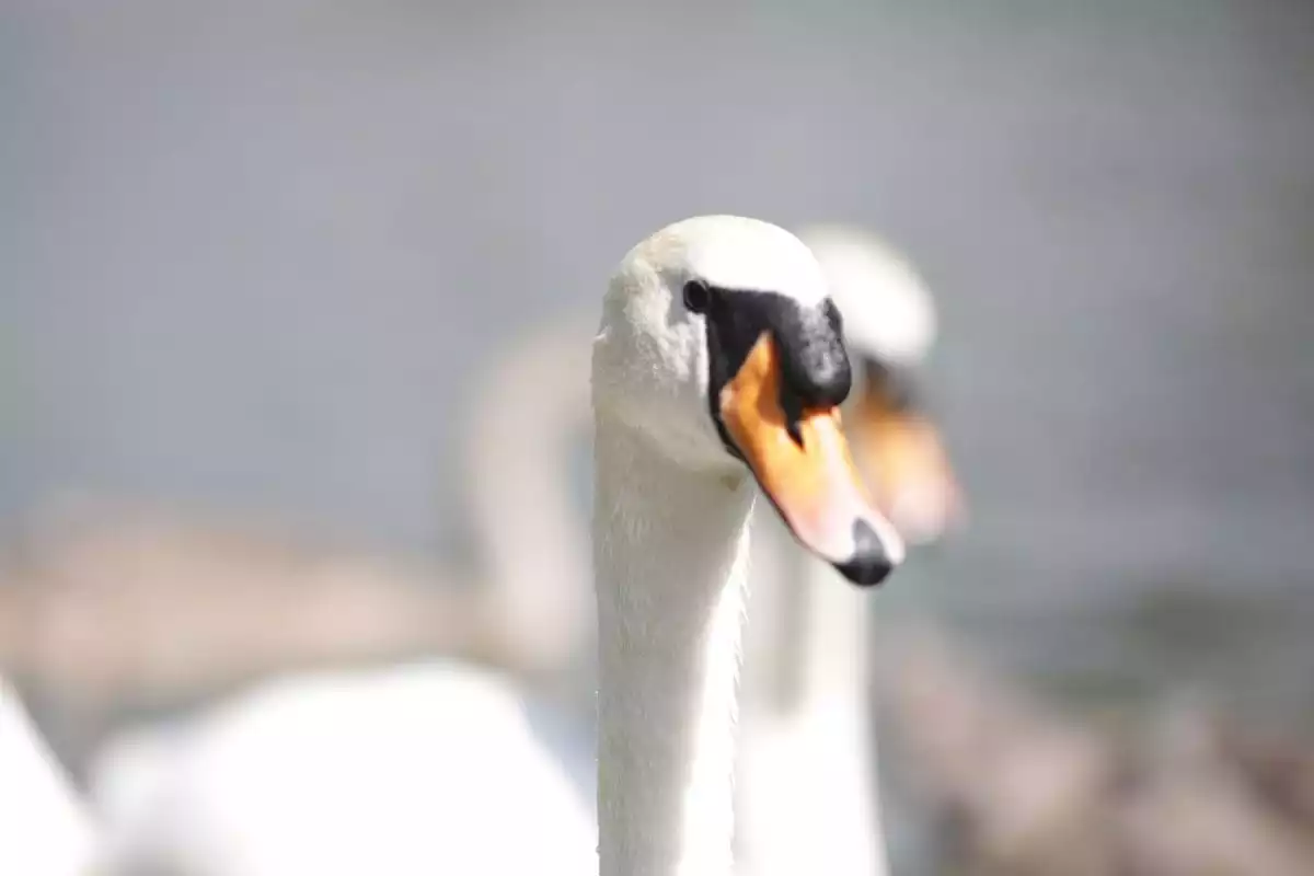 swans, runnymede on thames