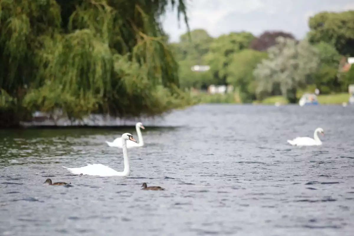 swans on the thames, runnymede on thames