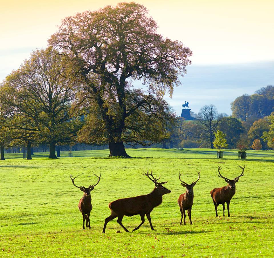 Windsor Great Park | Deer Park and Long Walk | Runnymede on Thames
