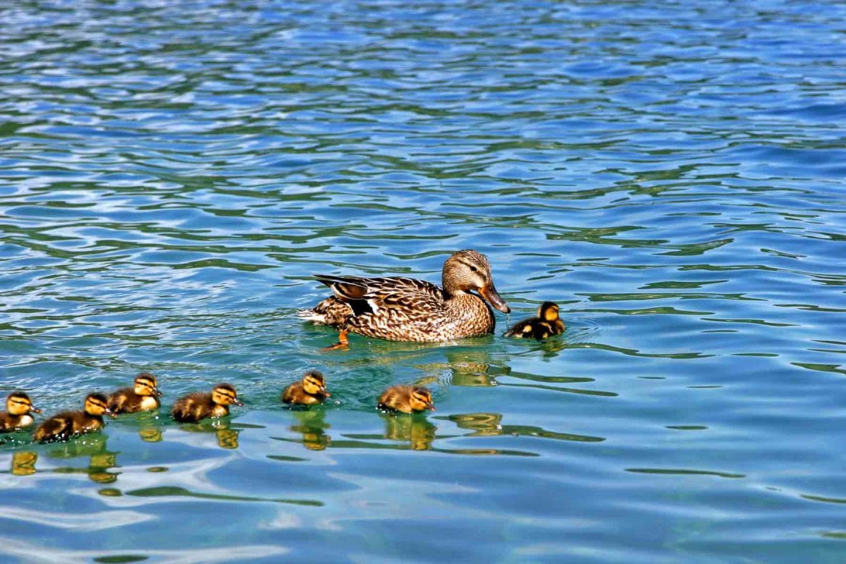 Mallard and ducklings swimming on The River Thames